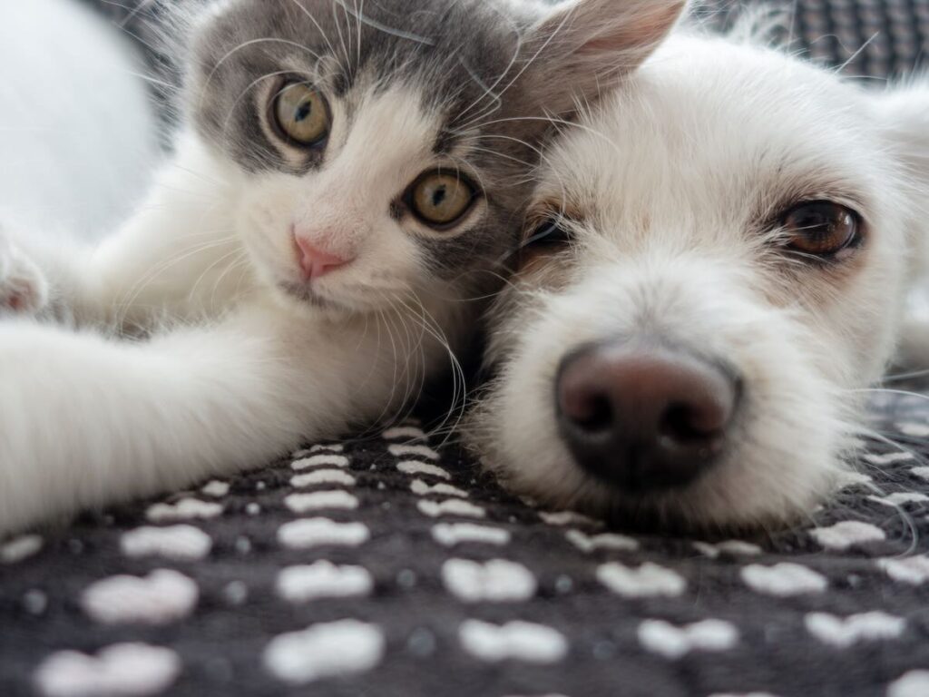 The Pawsome Power of Pets: Why Dogs and Cats Rule Digital Media